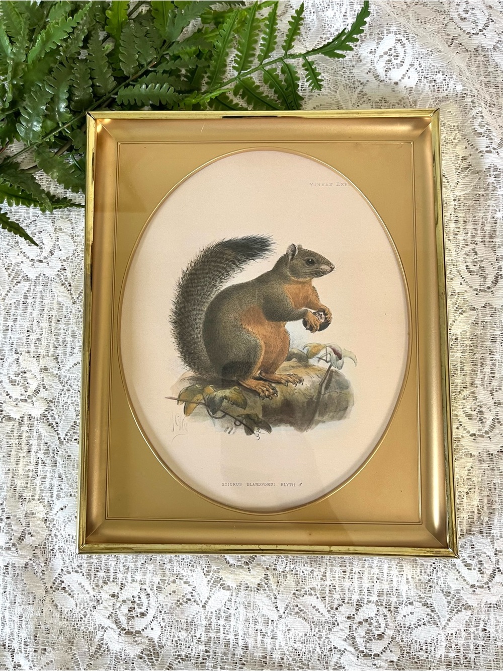 Vintage Oval Brass Framed Squirrel Decor 8x10